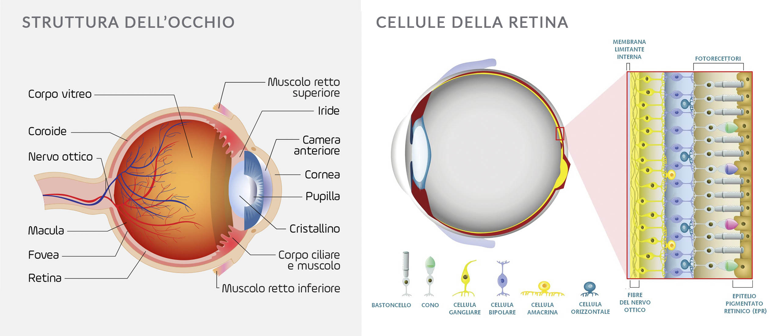 struttura dell'occhio e la retina